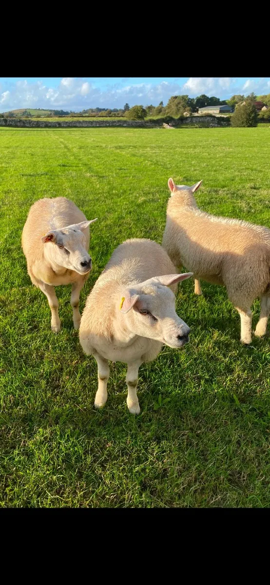 Texel ewe lambs Pbnr - Image 2