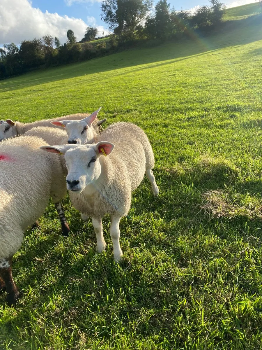 Texel ewe lambs Pbnr - Image 3