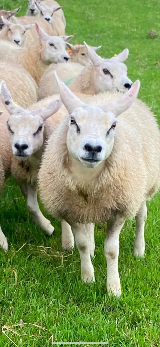 Texel ewe lambs Pbnr - Image 1
