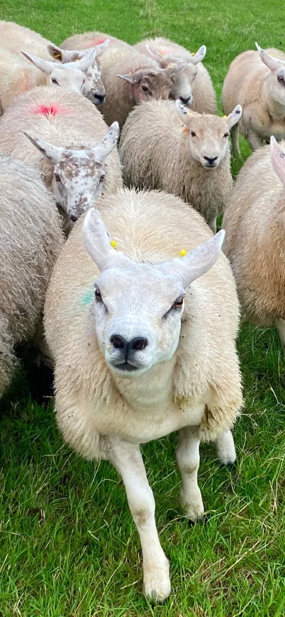 Texel ewe lambs Pbnr - Image 4