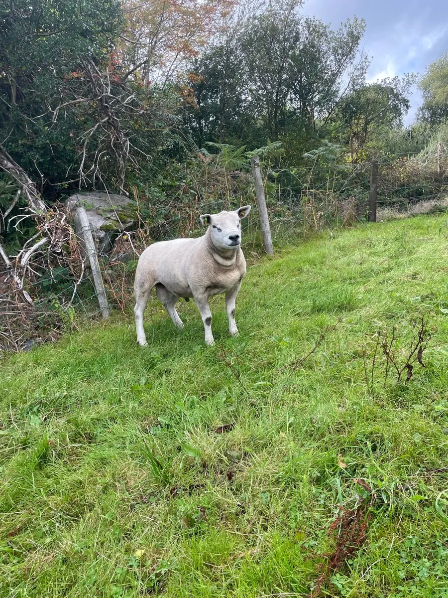 Purebred Texel Hogget ram - Image 2