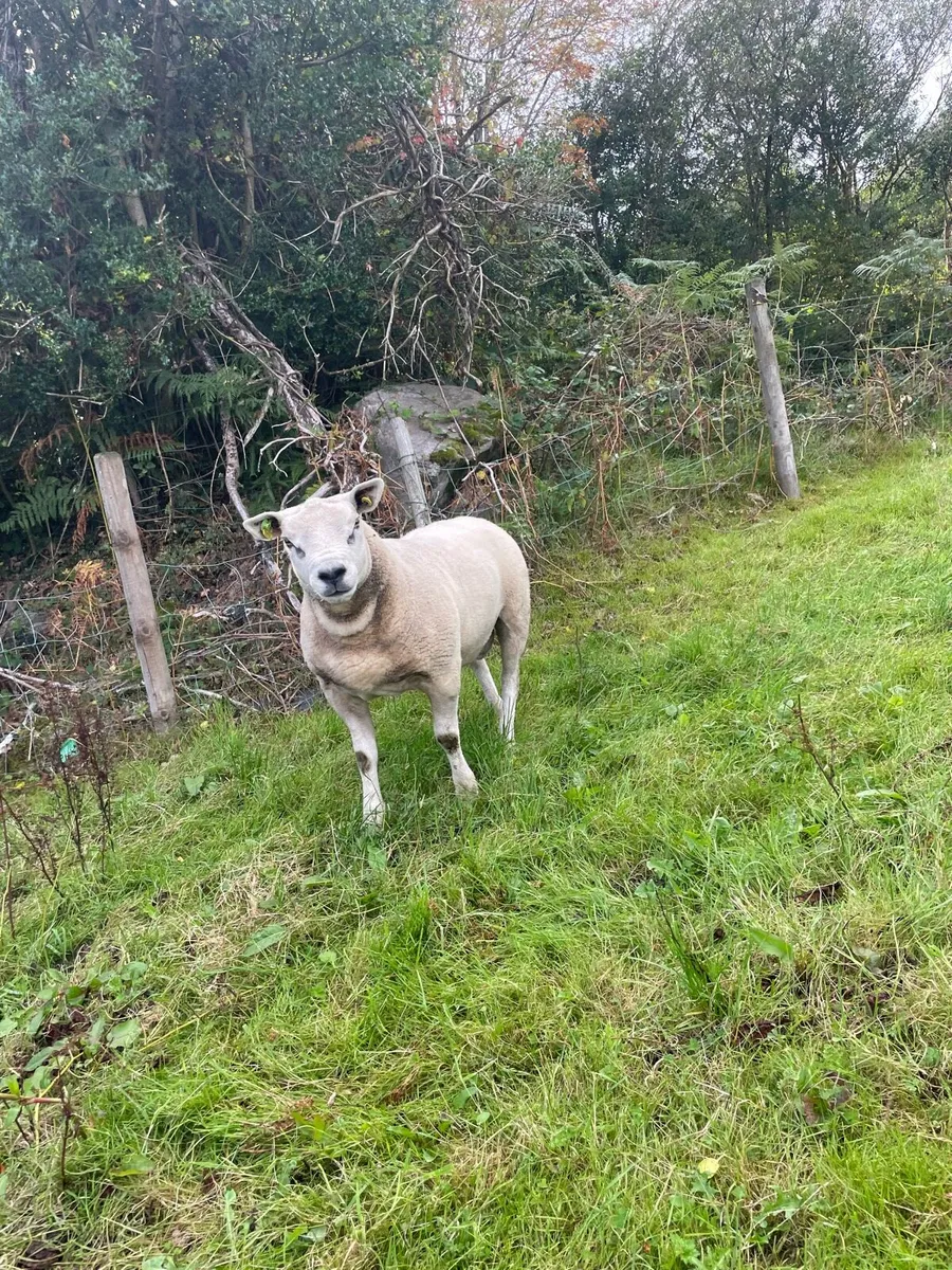 Purebred Texel Hogget ram - Image 3