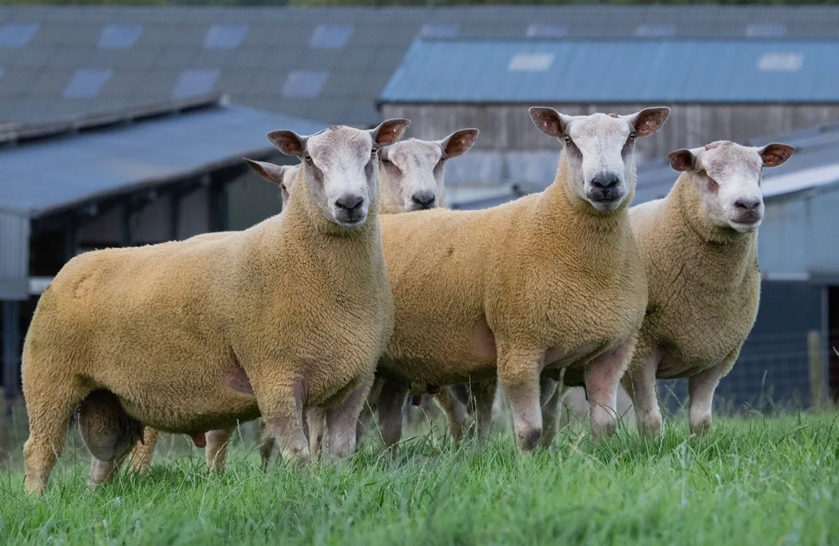 ⚡️Chartex Shearling Rams FORSALE⚡️ - Image 2