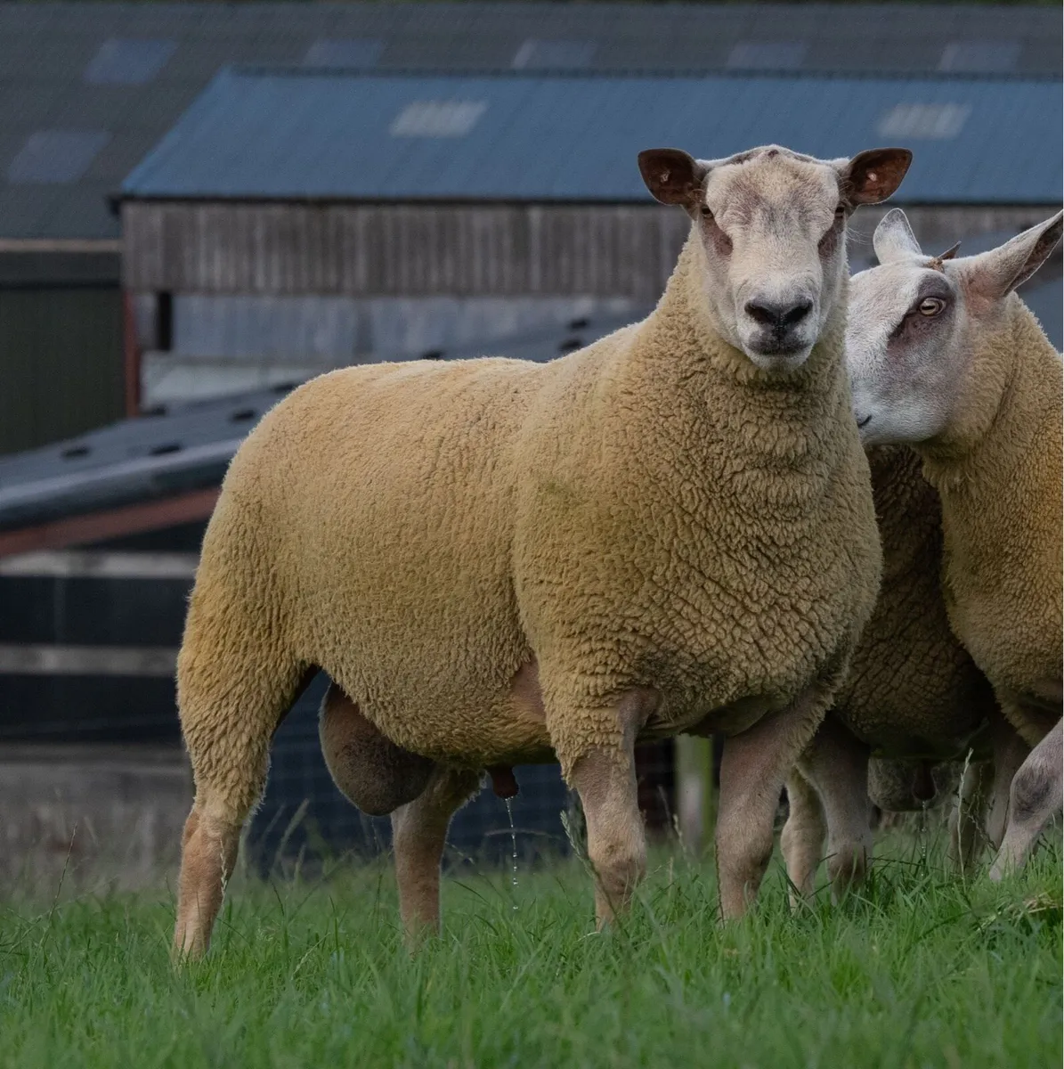 ⚡️Chartex Shearling Rams FORSALE⚡️ - Image 3