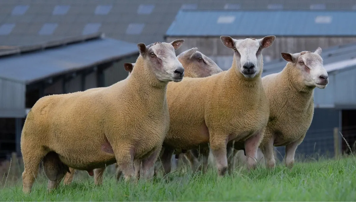 ⚡️Chartex Shearling Rams FORSALE⚡️ - Image 4