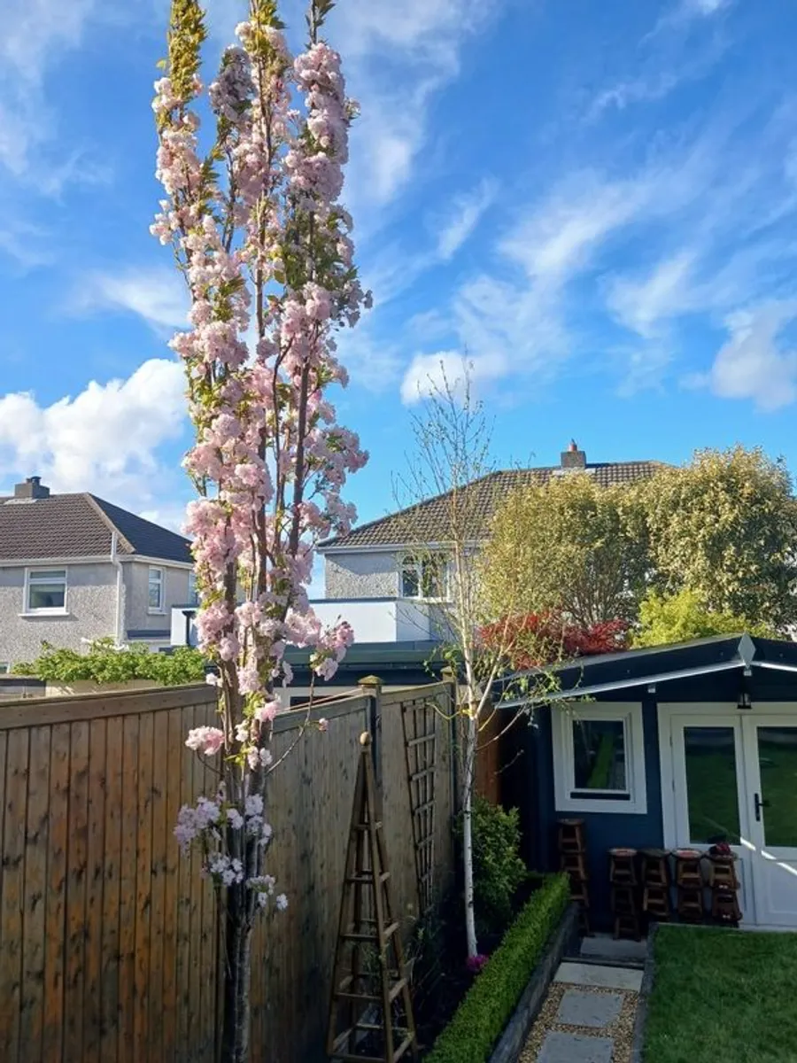 Cherry Tree - Image 1