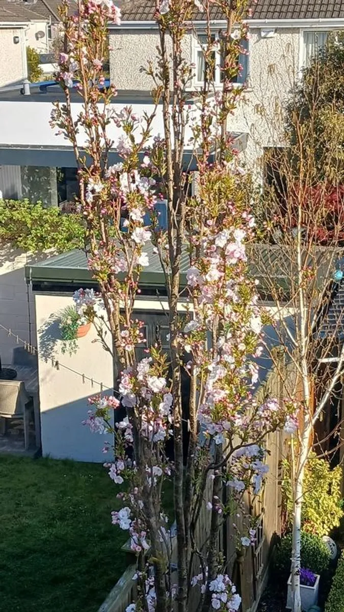 Cherry Tree - Image 2