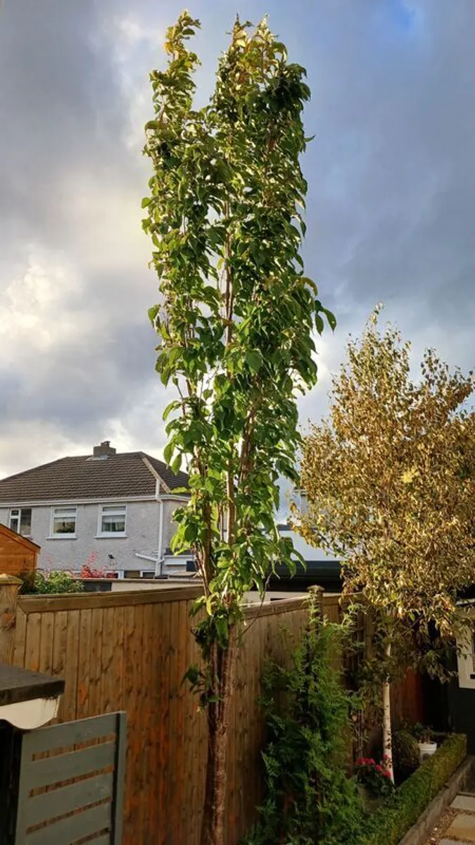Cherry Tree - Image 3