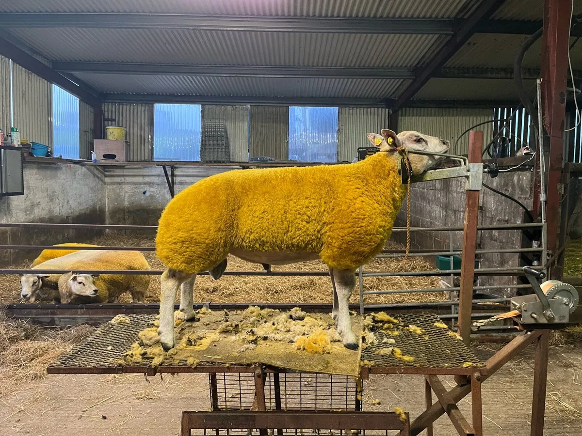 Serious roubex ram lamb for sale - Image 1
