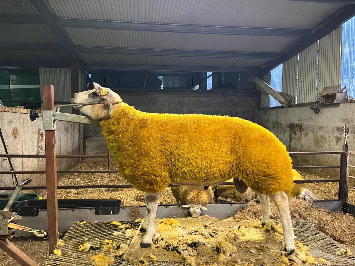 Serious roubex ram lamb for sale - Image 2