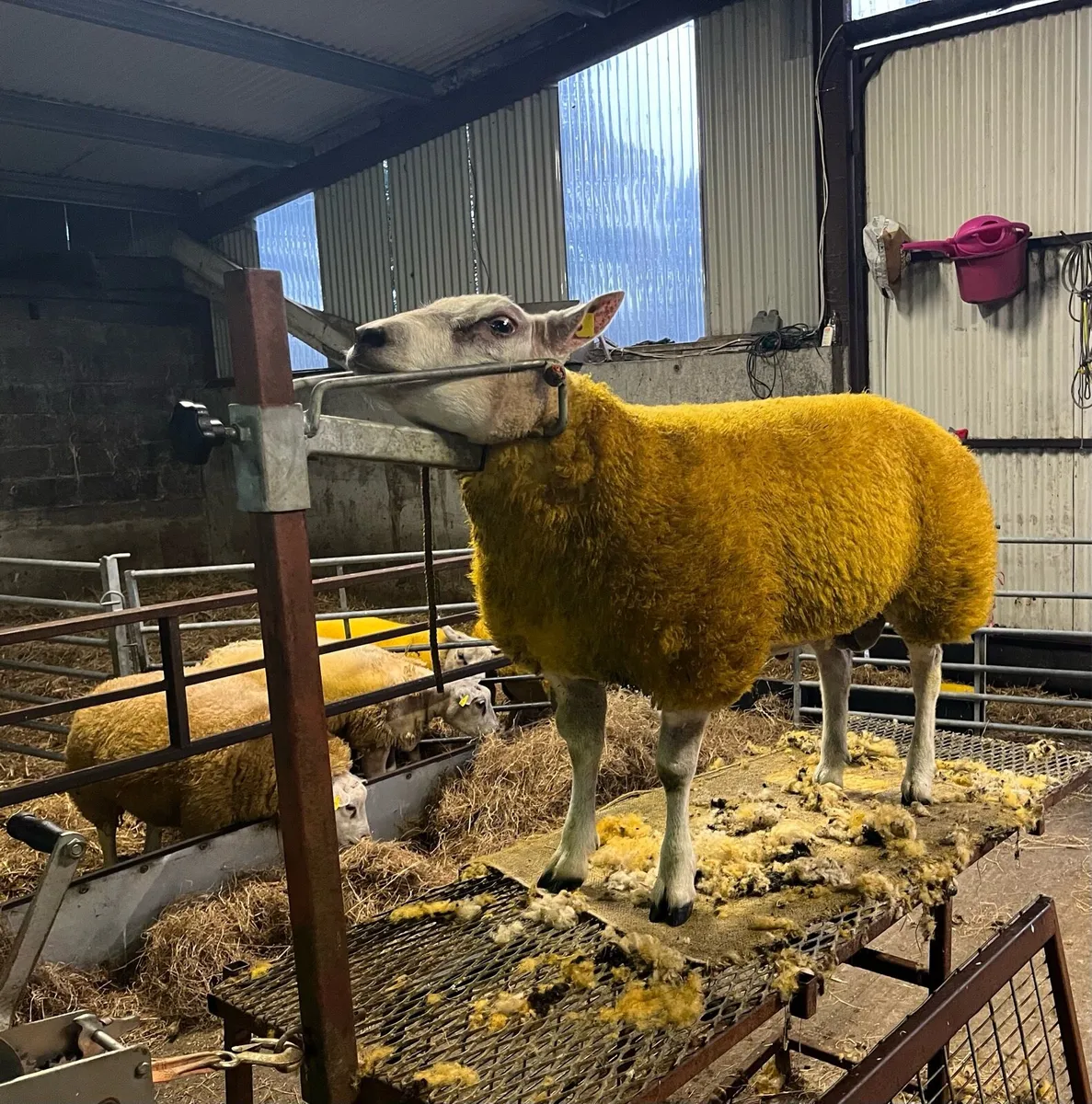 Serious roubex ram lamb for sale - Image 3