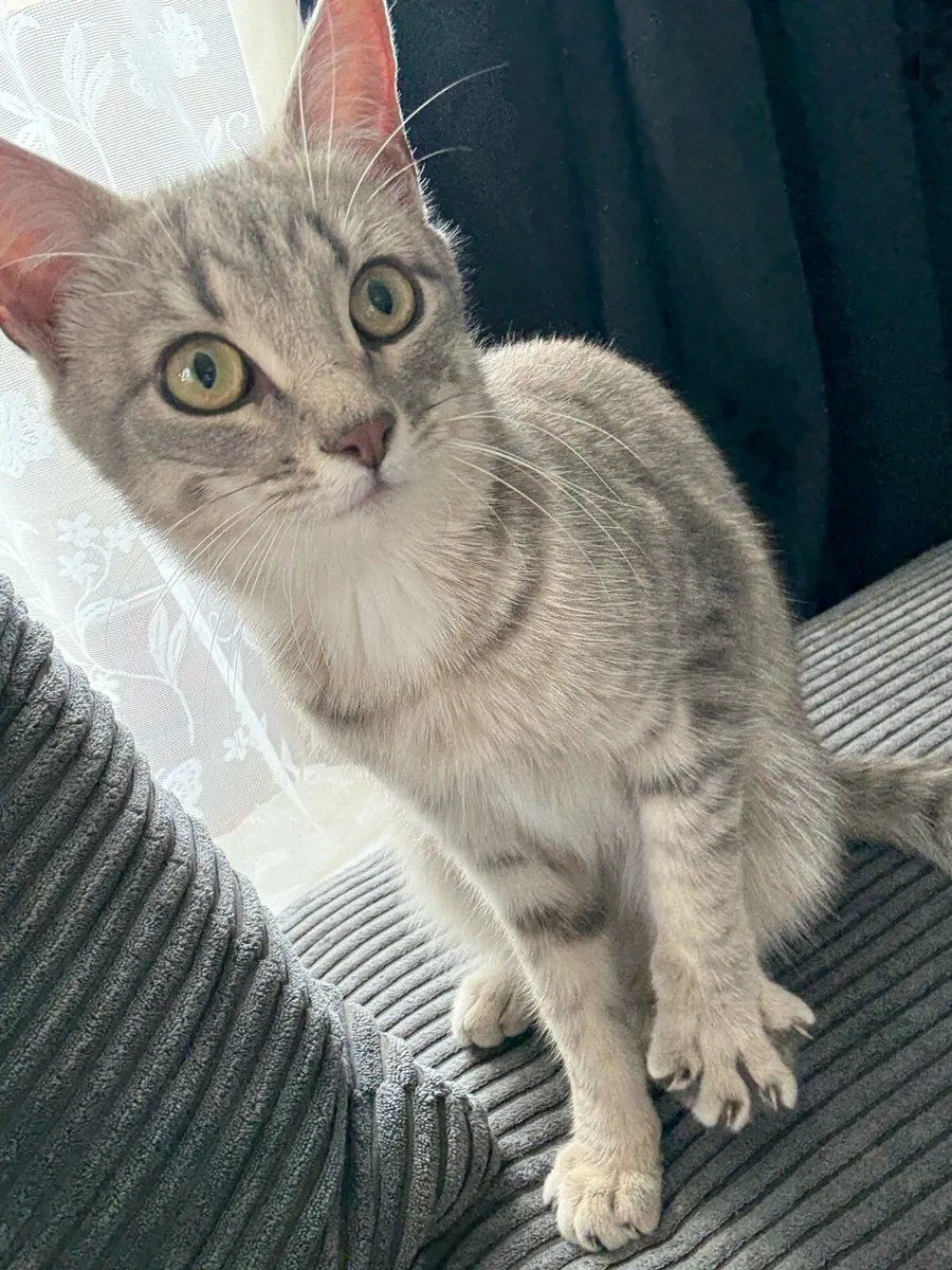 1 year cat - Image 2