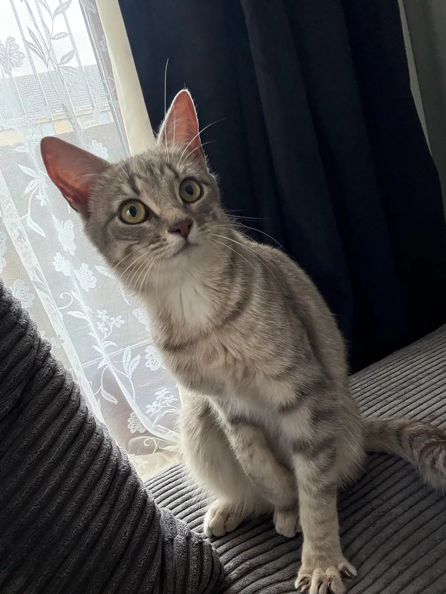 1 year cat - Image 3
