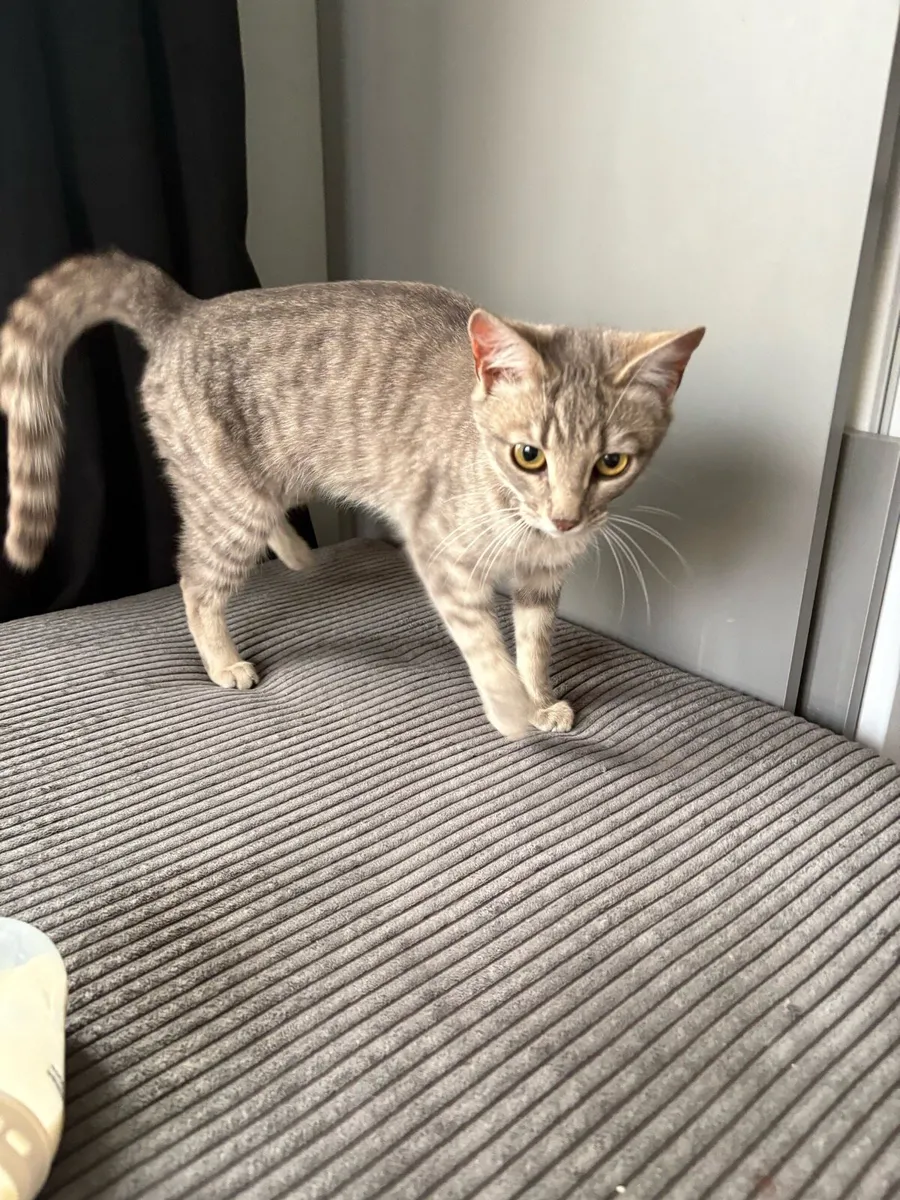 1 year cat - Image 4