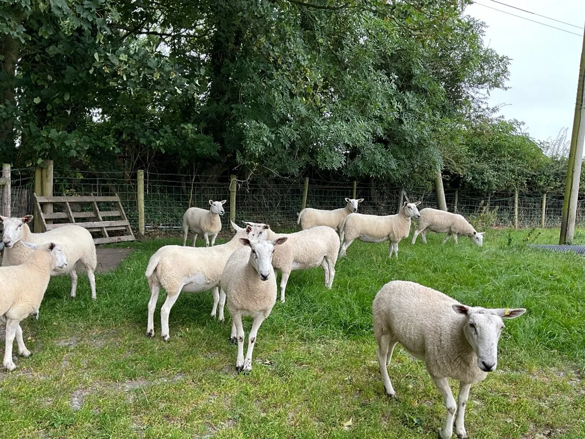 Lleyn x Bllue faced Leicester Hoggets - Image 1