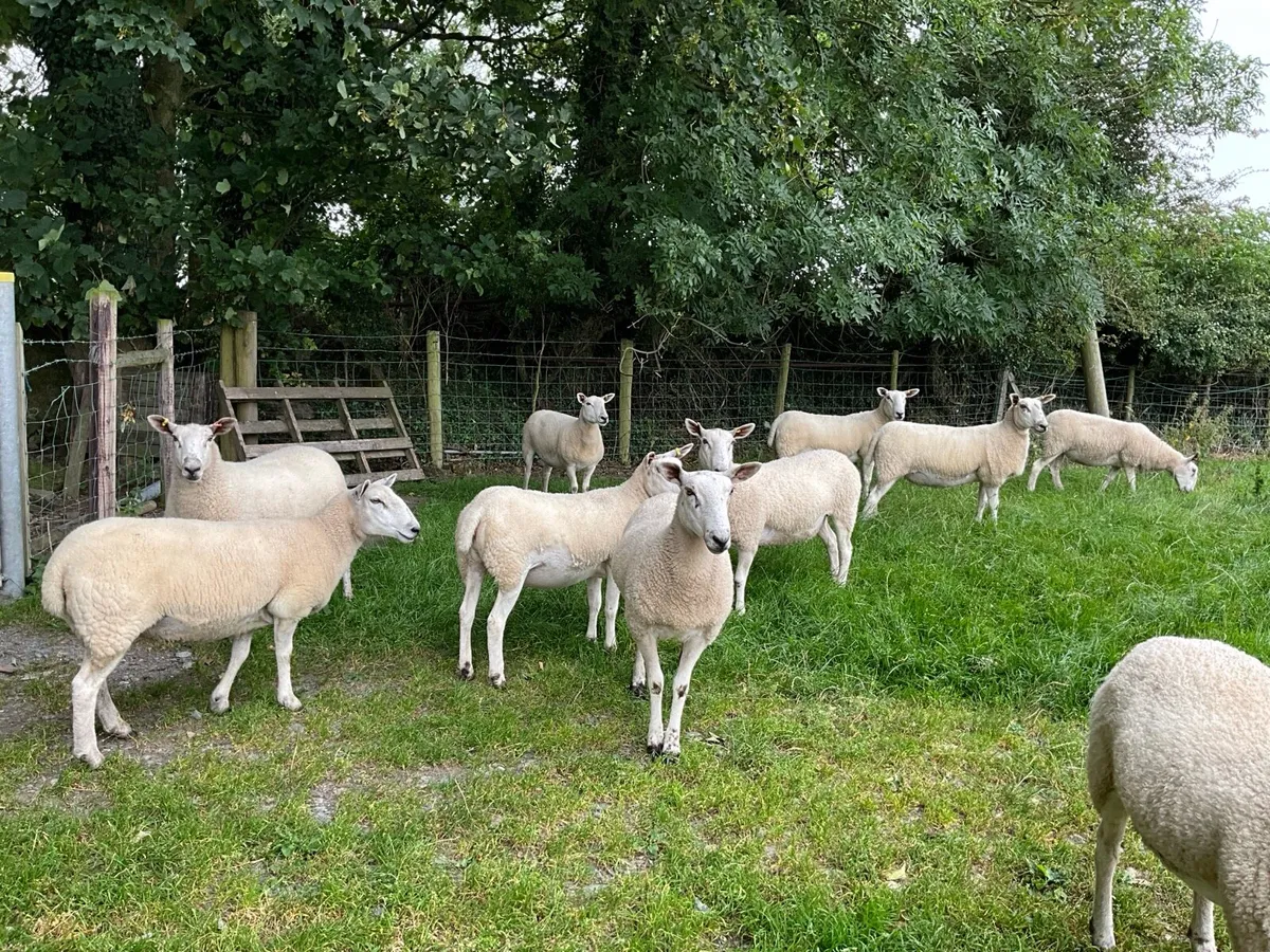 Lleyn x Bllue faced Leicester Hoggets - Image 2