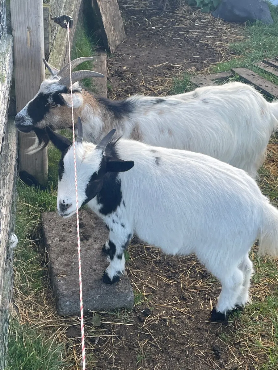 Goats - Image 1