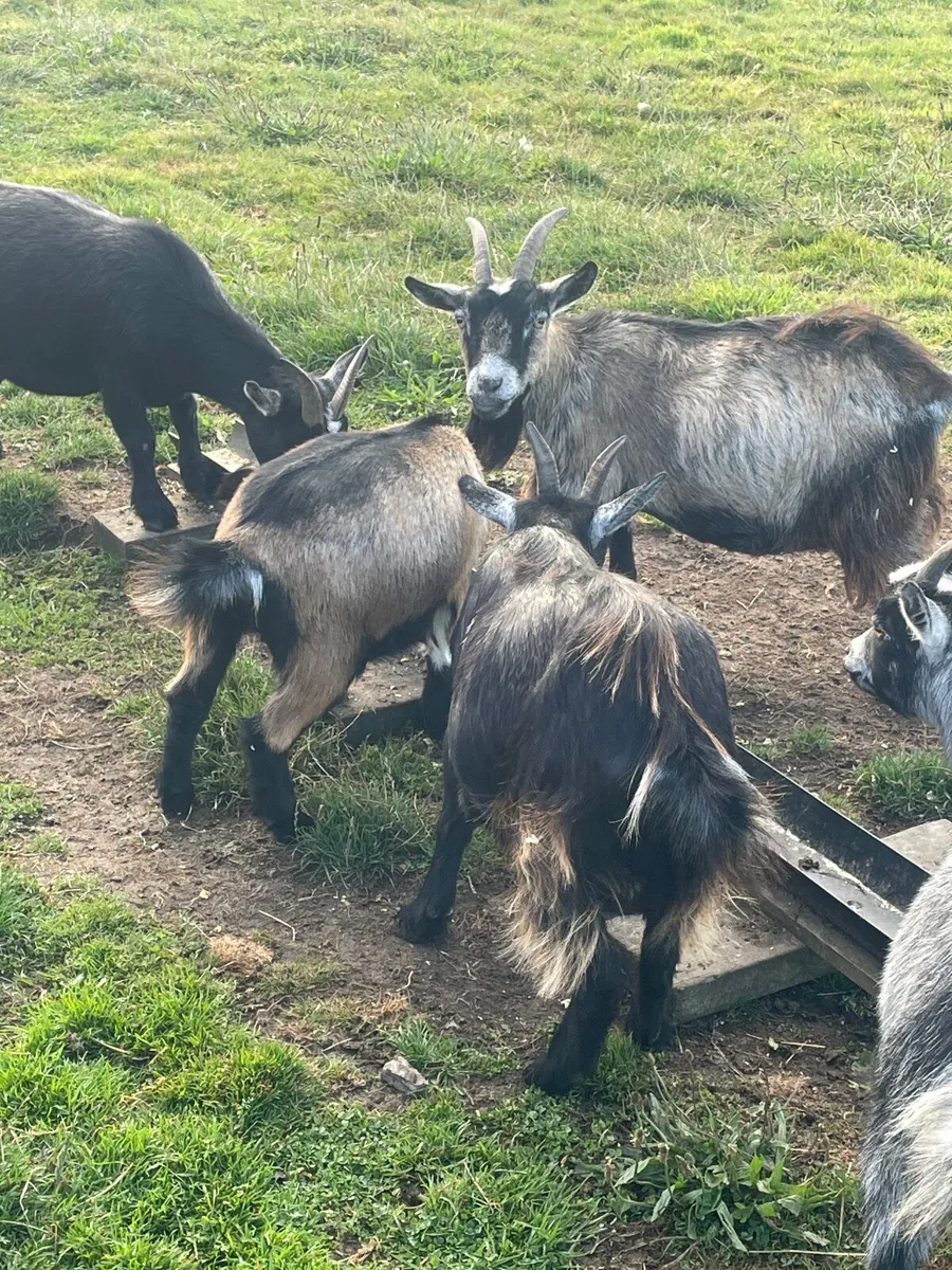 Goats - Image 2
