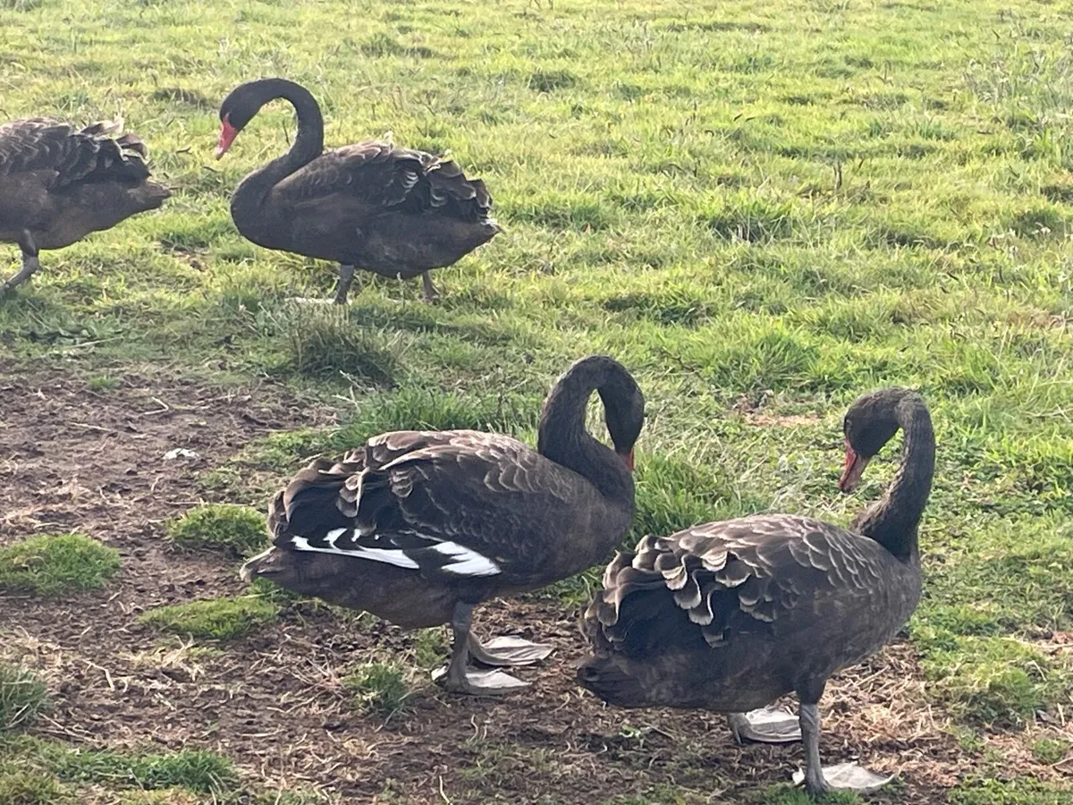 Black swans for sale - Image 1