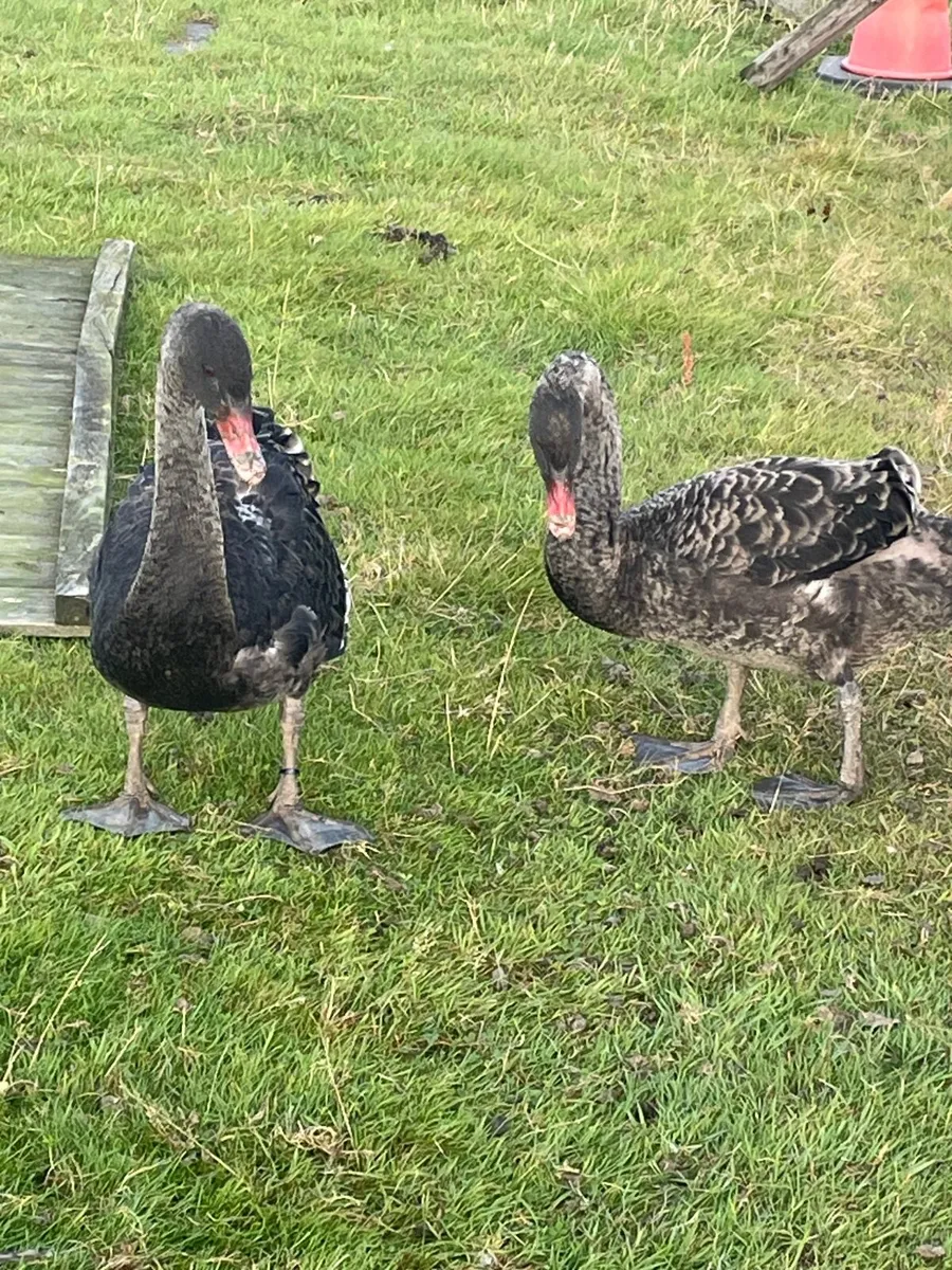 Black swans for sale - Image 2