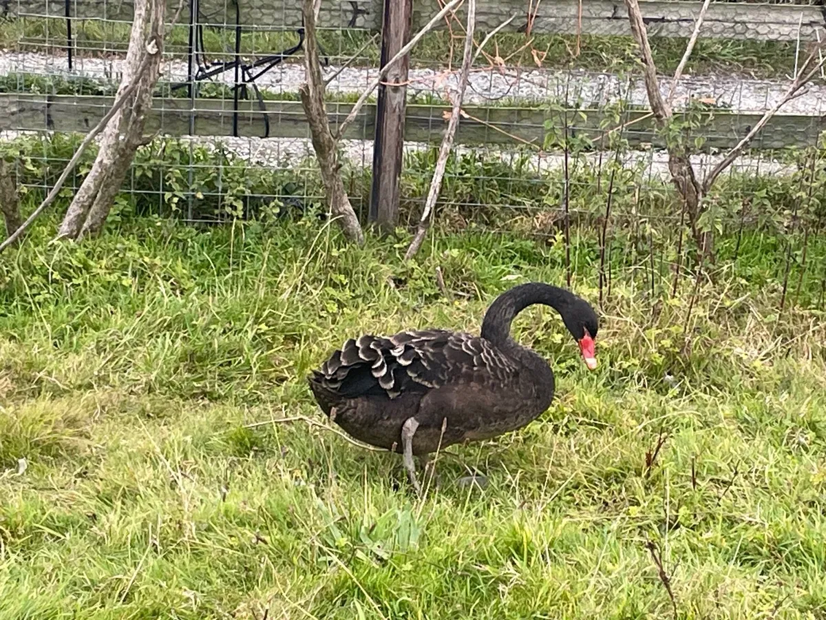Black swans for sale - Image 3