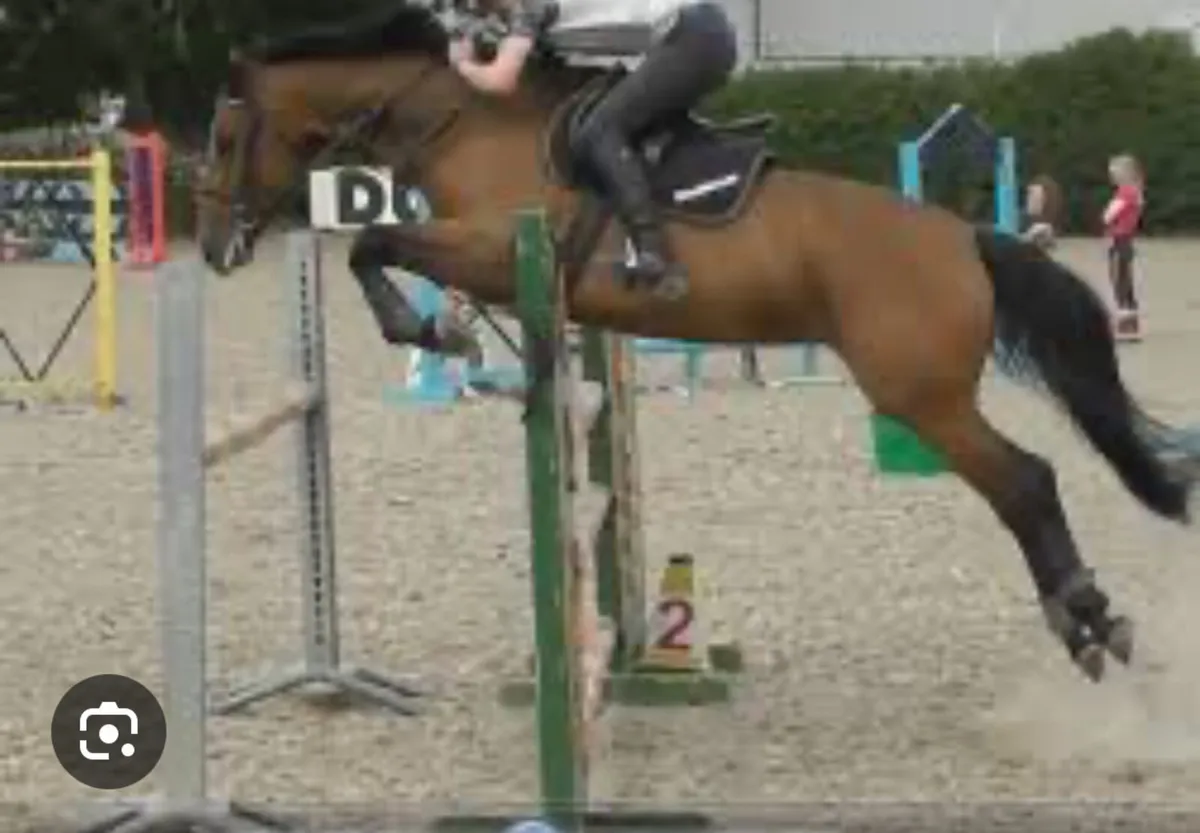 Mermus R broodmare in foal to Sligo candy boy - Image 2