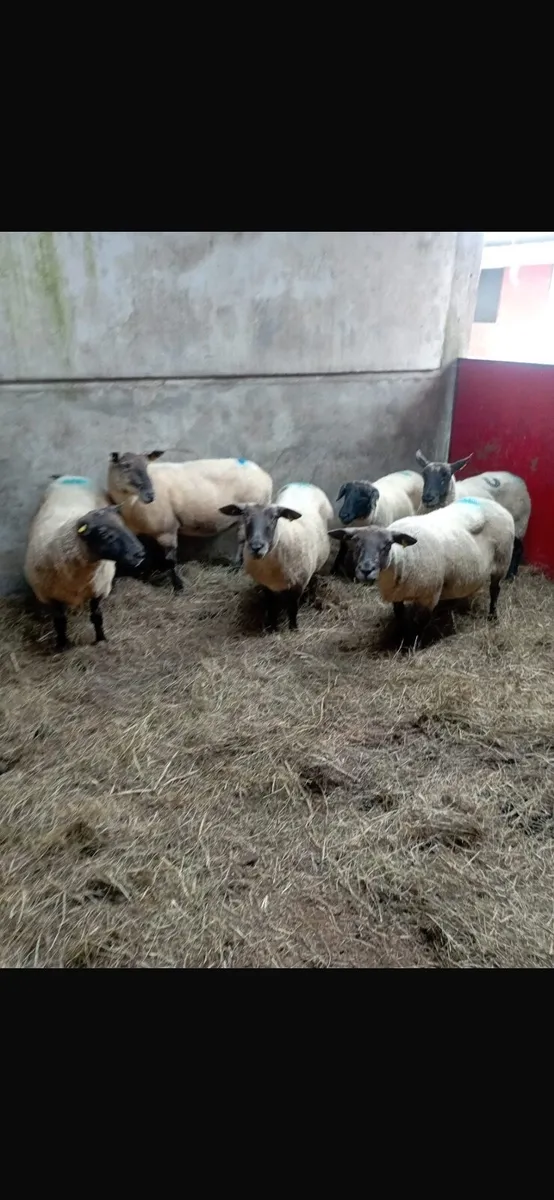 11 breeding Ewes Suffolk / Texal - Image 1