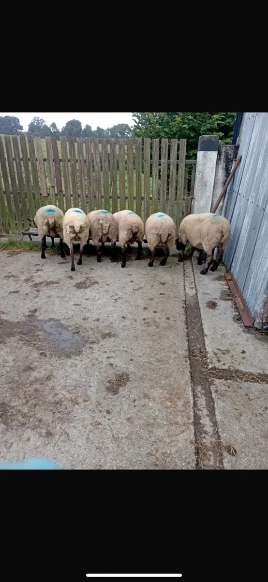 11 breeding Ewes Suffolk / Texal - Image 2