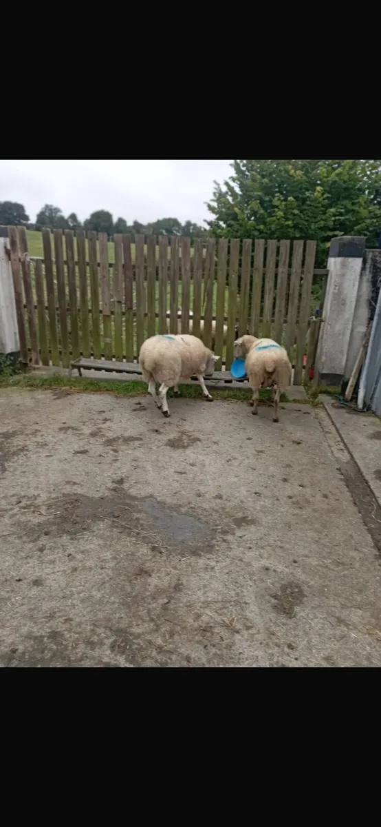 11 breeding Ewes Suffolk / Texal - Image 3