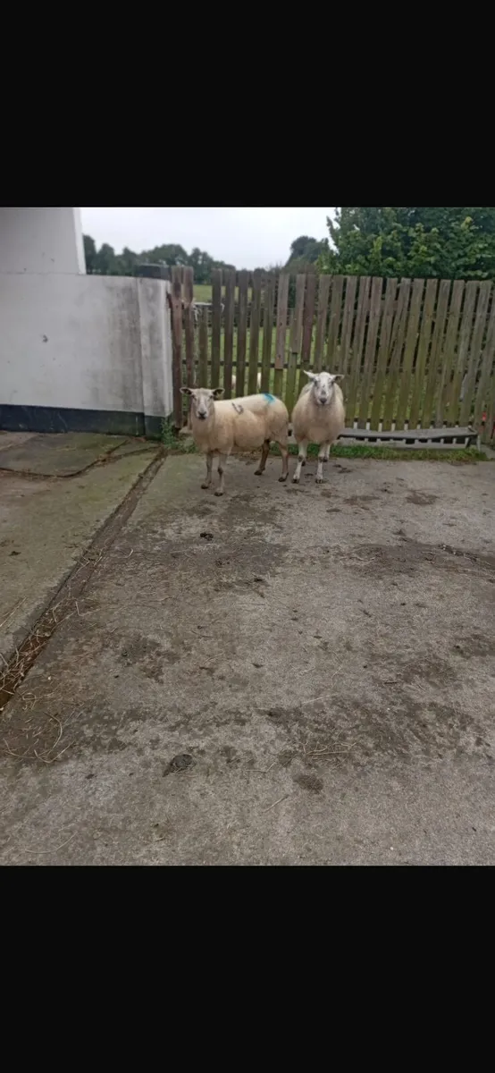 11 breeding Ewes Suffolk / Texal - Image 4