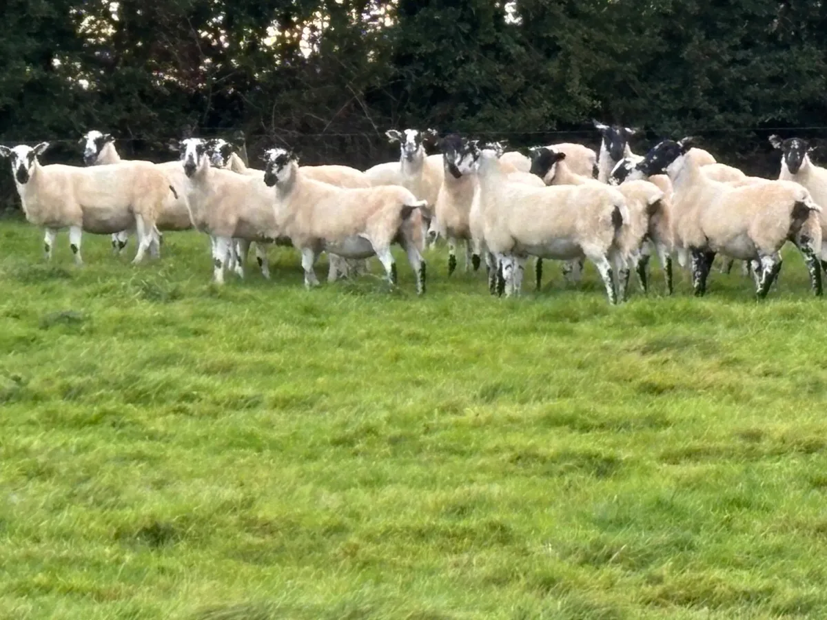 Mayo Mule Breeding Hoggets - Image 1