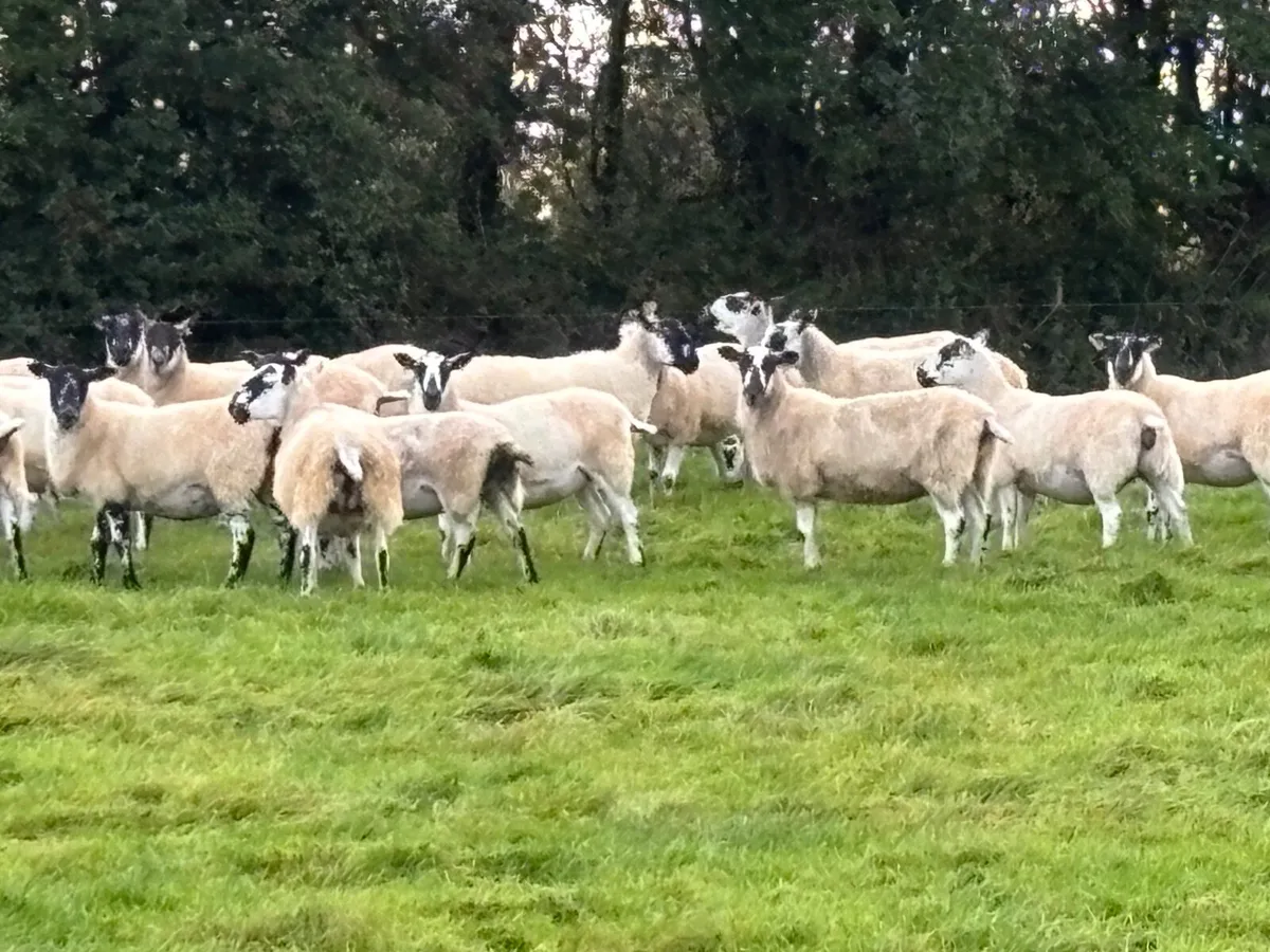 Mayo Mule Breeding Hoggets - Image 2