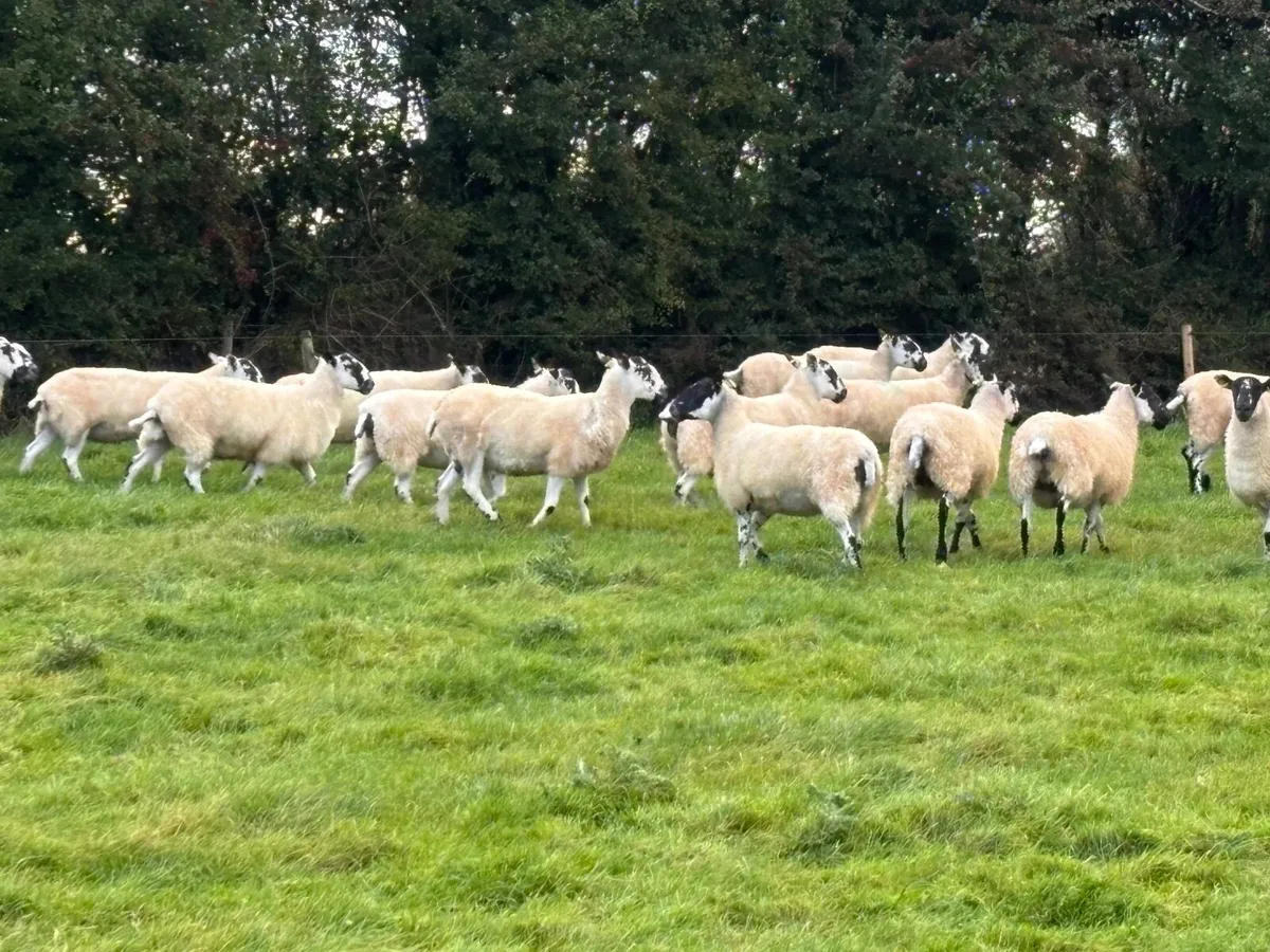 Mayo Mule Breeding Hoggets - Image 4