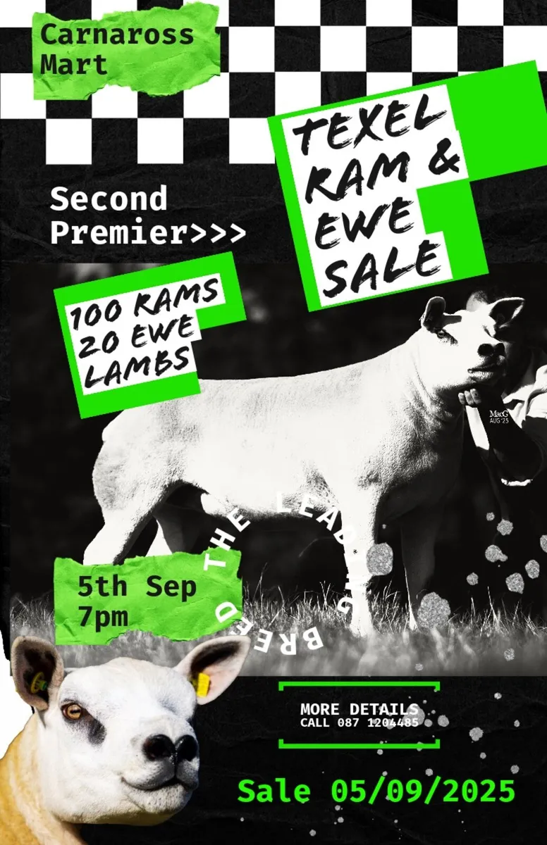 Win a voucher for a Pedigree Texel ewe!