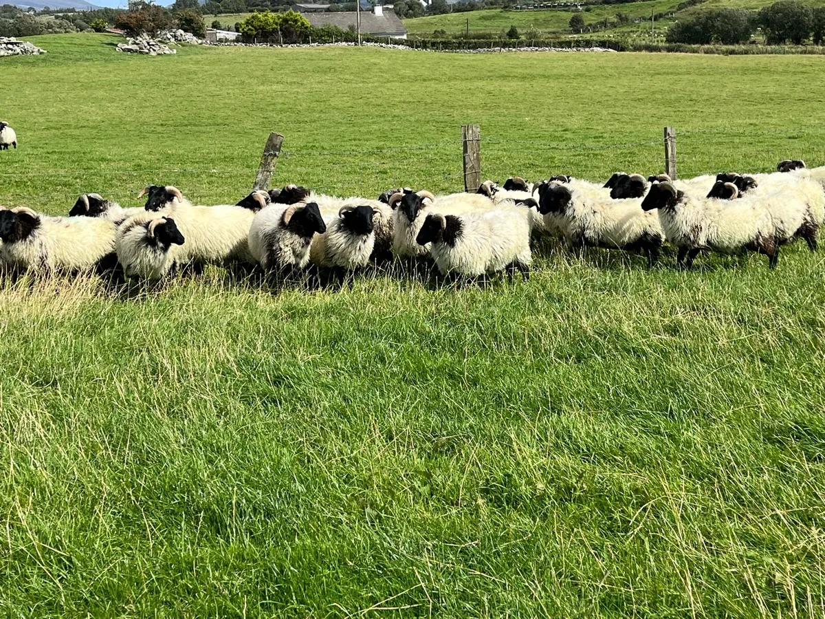 Store lambs - Image 3