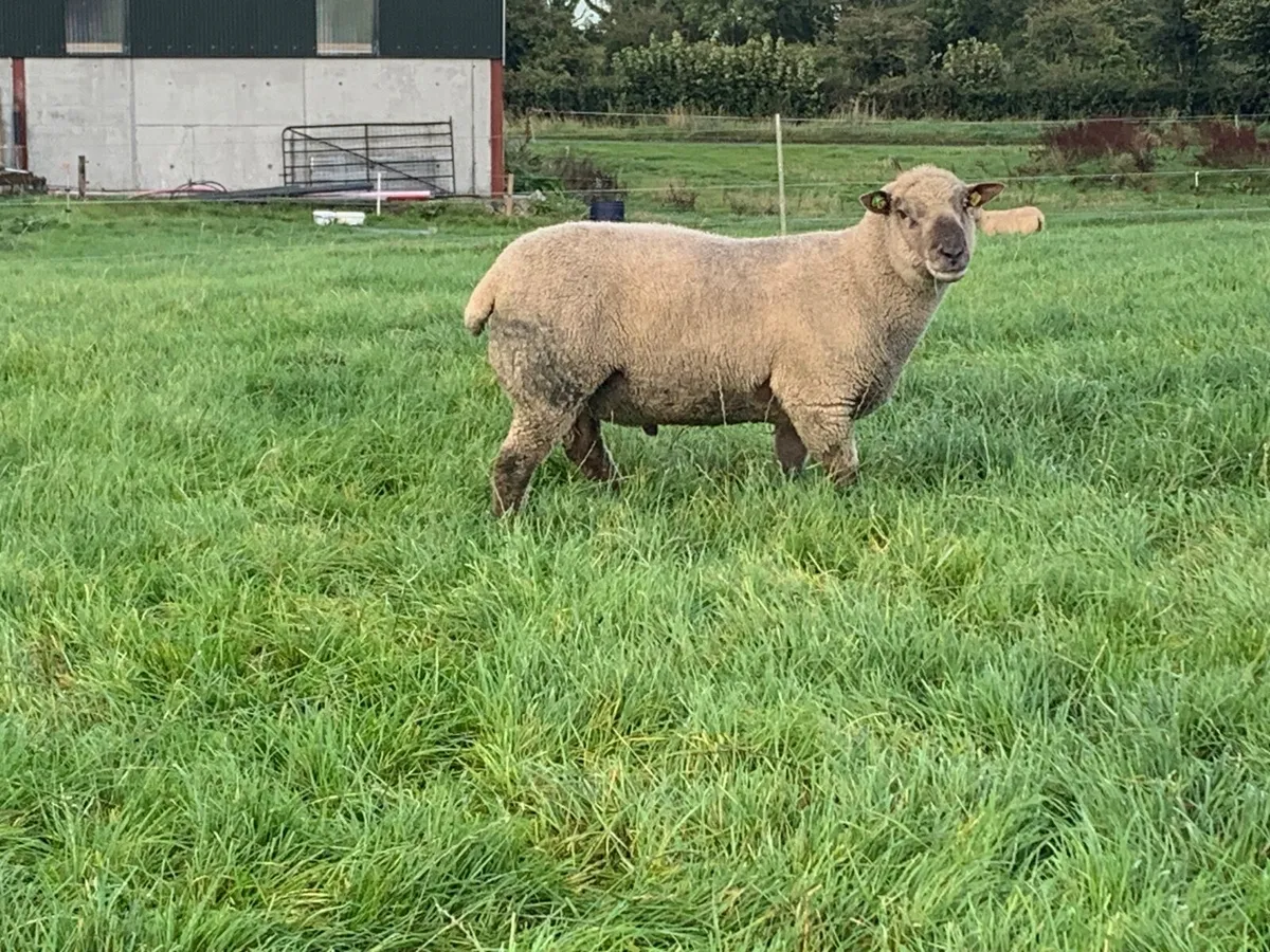 Vendeen rams - Image 2