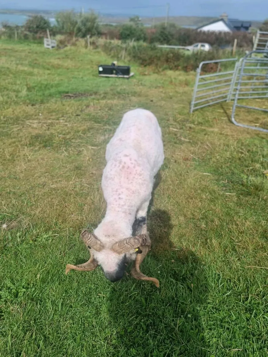 Pedigree Ram - Image 2