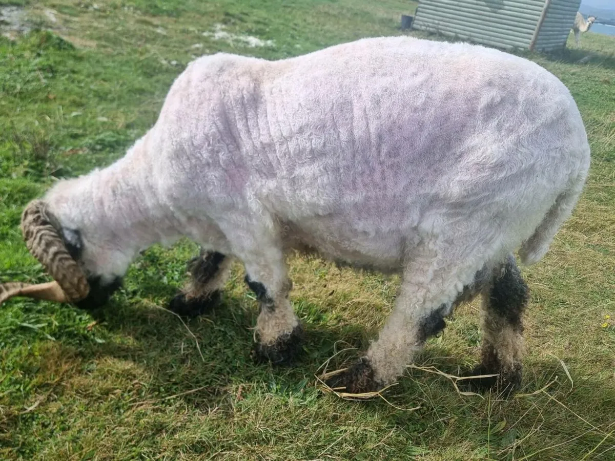 Pedigree Ram - Image 3