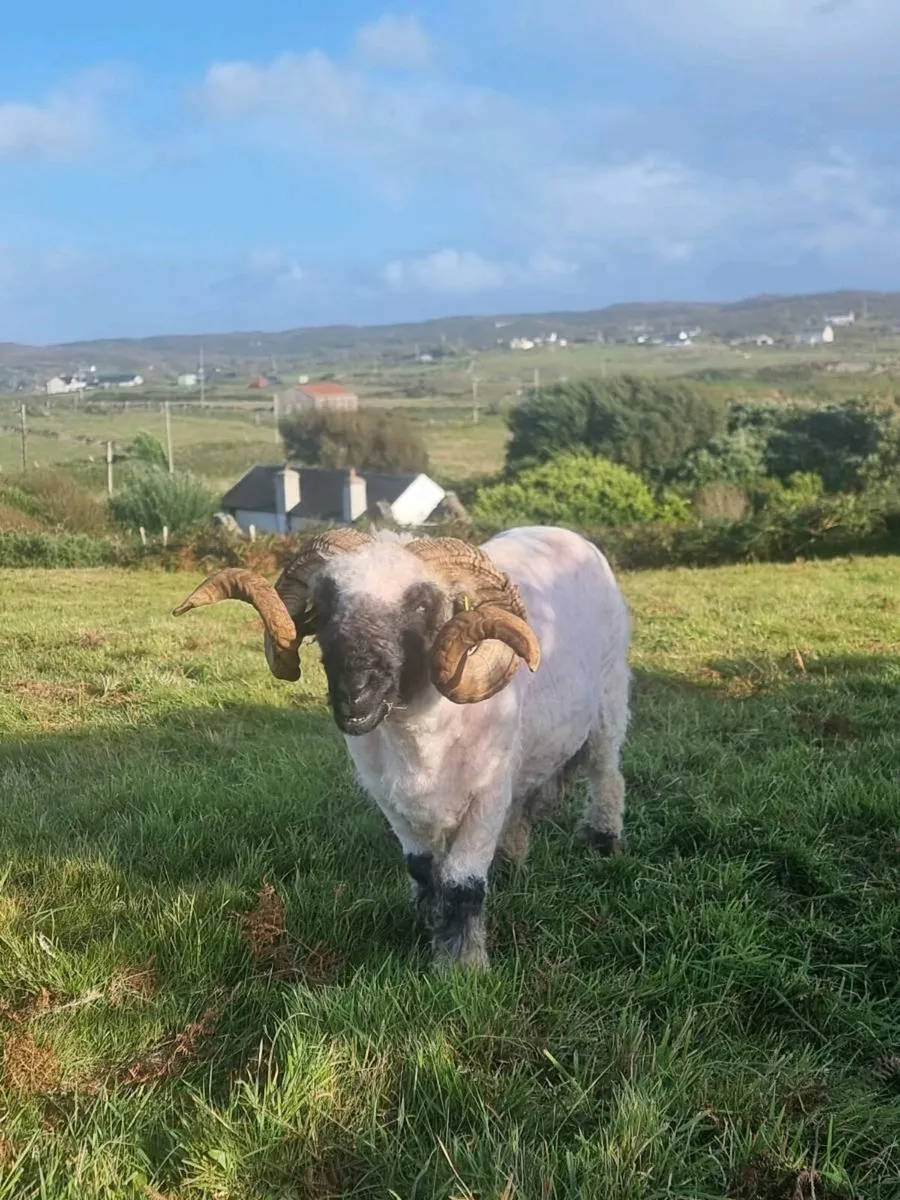 Pedigree Ram - Image 1