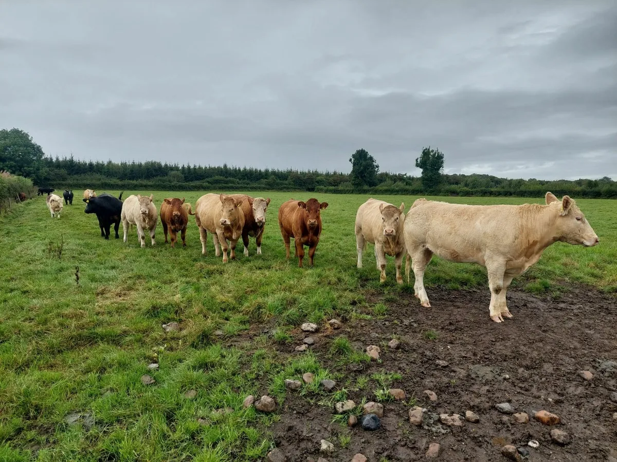 Livestock - Image 1