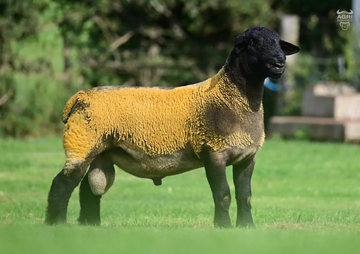 Suffolk Shearlings - Image 1