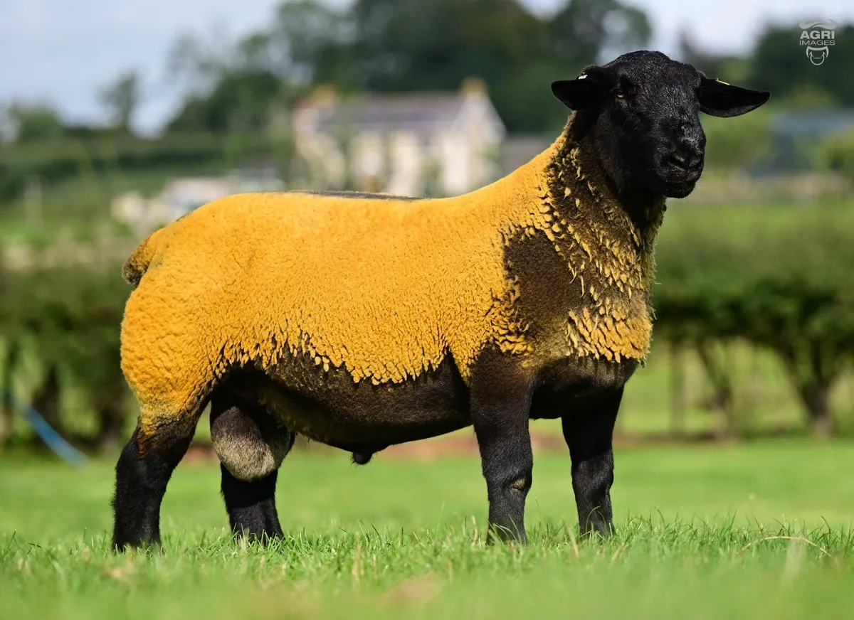 Suffolk Shearlings - Image 2