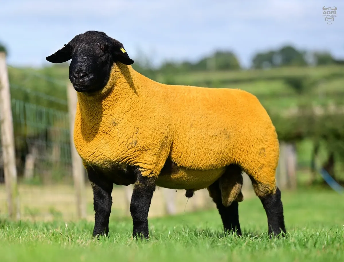 Suffolk Shearlings - Image 3