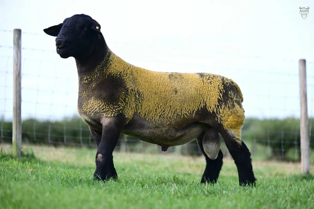 Suffolk Shearlings - Image 4