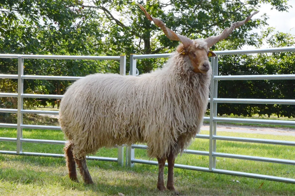 Hungarian Racka Sheep - Image 1