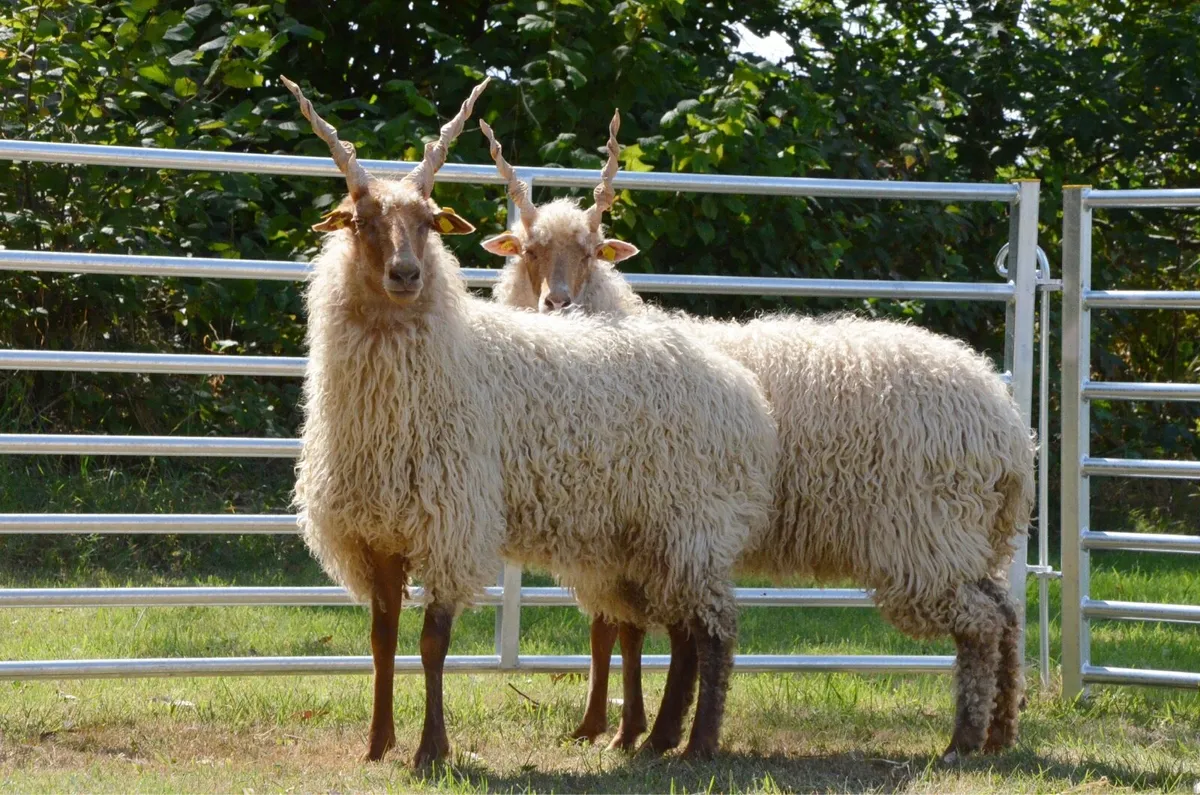 Hungarian Racka Sheep - Image 2
