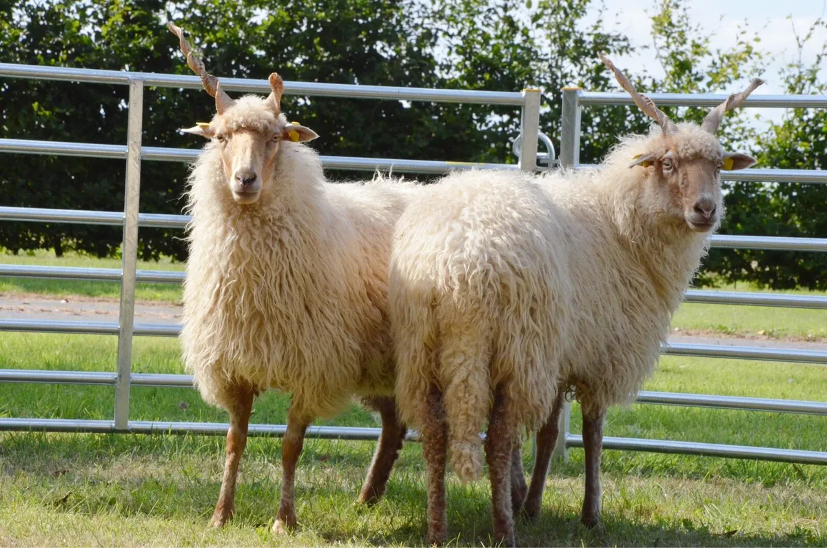 Hungarian Racka Sheep - Image 3
