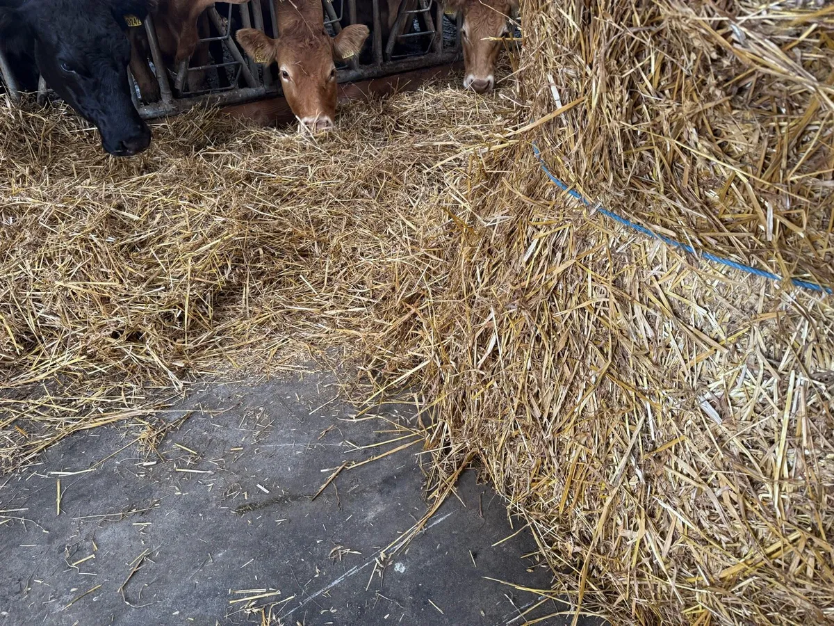 Oaten & Barley Straw - Image 1