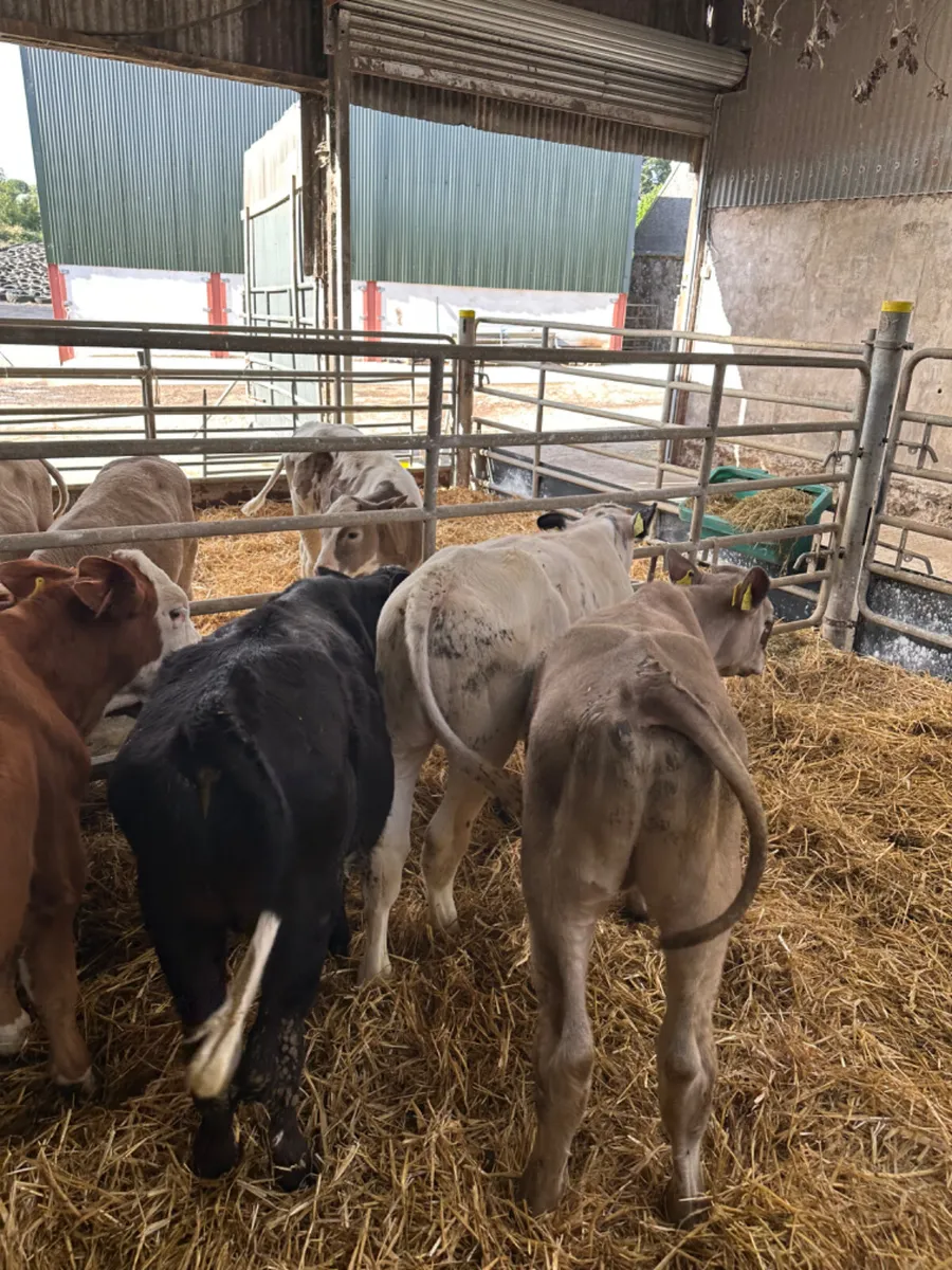 Bulls - Image 4