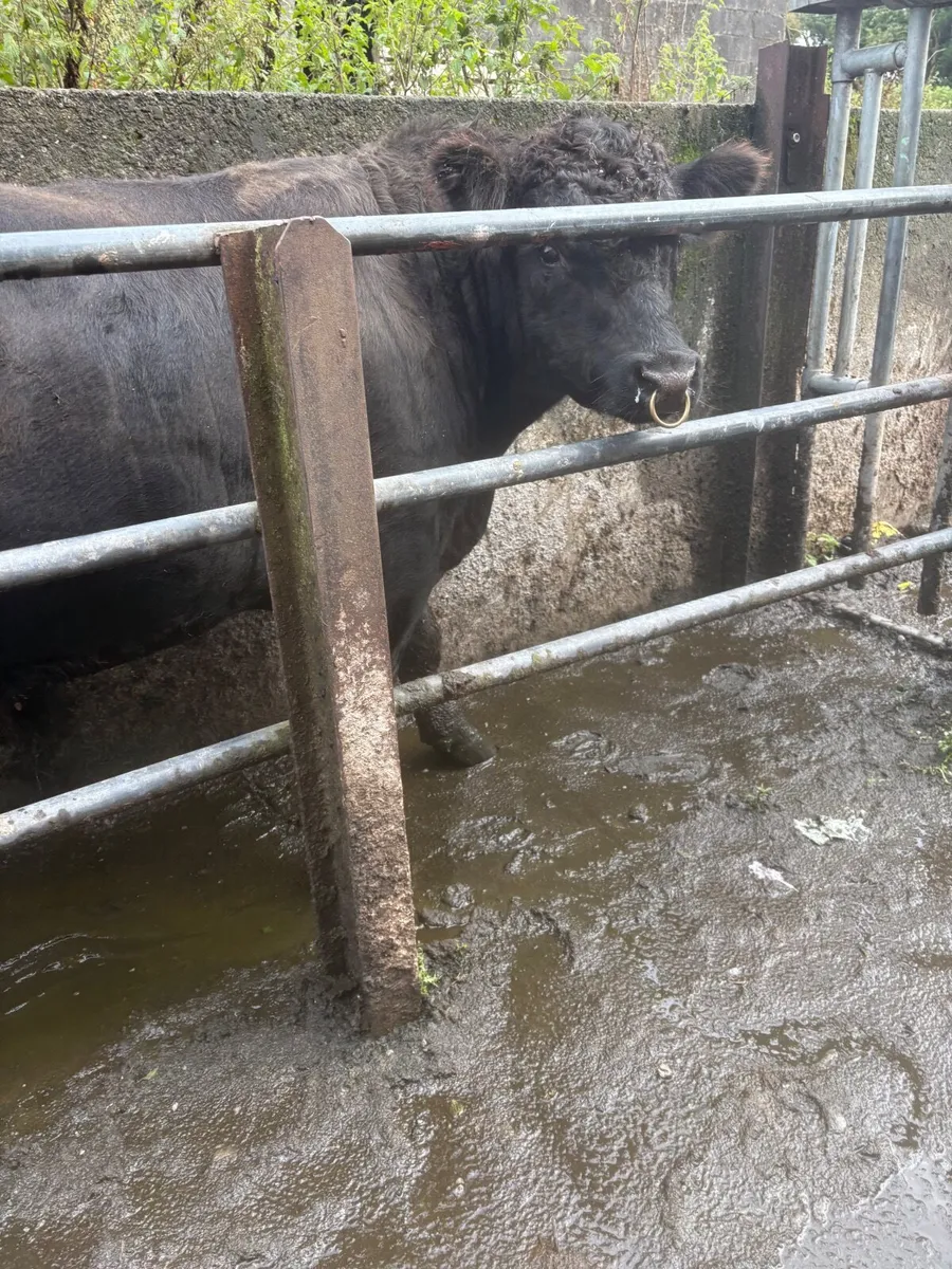 Bull for sale - Image 1